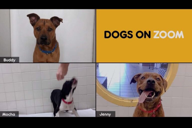 dogs-on-zoom-by-pedigree