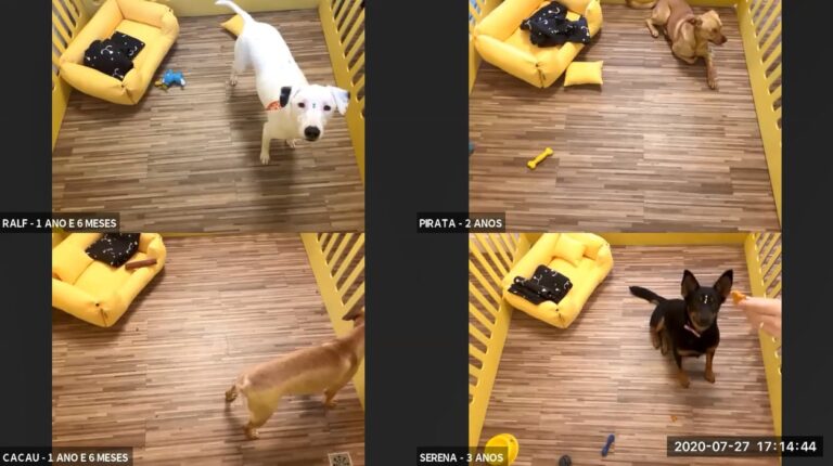 Cachorros no Zoom