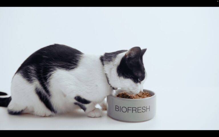 Biofresh estreia campanha sensorial de seus alimentos Super Premium Naturais para cães e gatos 9