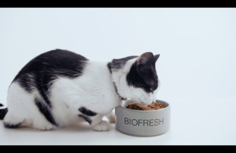 Biofresh estreia campanha sensorial de seus alimentos Super Premium Naturais para cães e gatos 9