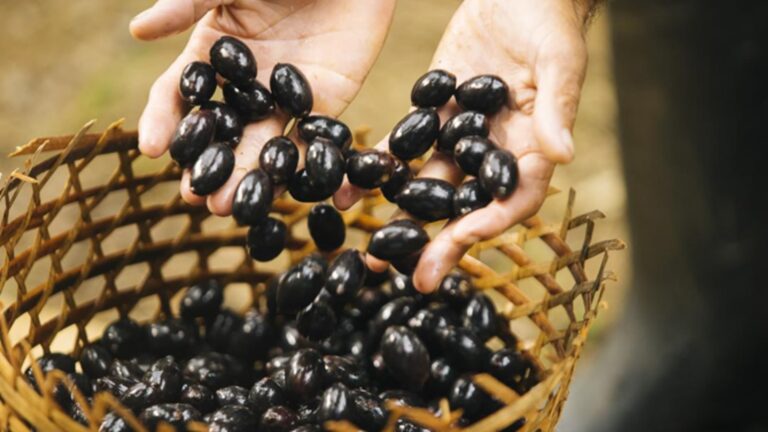 L’Occitane au Brésil lança seus Compromissos de Sustentabilidade