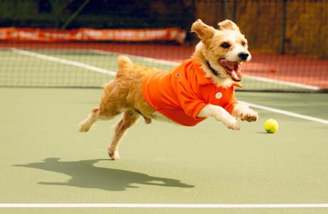 Kia Brasil faz parceria com PremieRpet para o Rio Open 2025 (1)