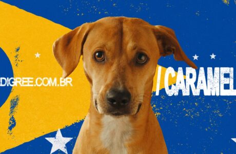 PEDIGREE lança campanha de reconhecimento dos Vira-Lata Caramelo e cães Sem Raça Definida