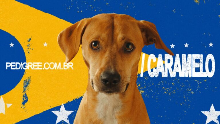 PEDIGREE lança campanha de reconhecimento dos Vira-Lata Caramelo e cães Sem Raça Definida
