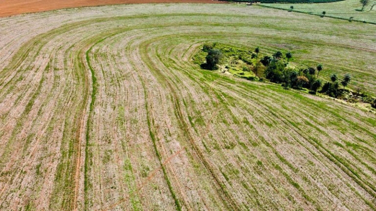 Unilever debate como ampliar a agricultura regenerativa em painel na COP30