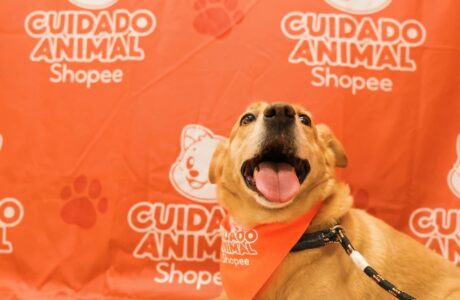 Shopee e Instituto Ampara Animal se unem para oferecer cuidados a animais