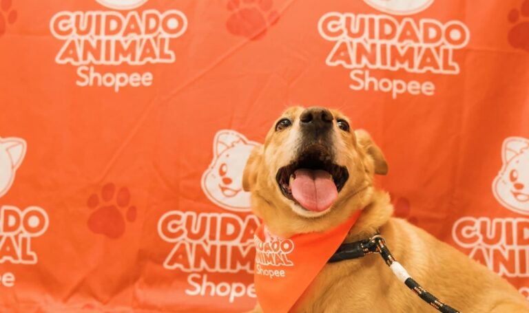 Shopee e Instituto Ampara Animal se unem para oferecer cuidados a animais