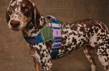 Zee.Dog e Reebok lançam collab global que une performance, design e lifestyle