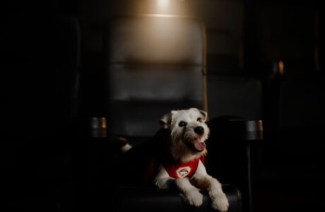 Bradesco celebra o cinema brasileiro em parceria com a Cinemark e com apoio de Carminha e Super Pix